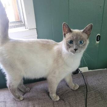 Chai -  Domestic Short Hair Cat for Adoption in Springfield, Ohio - Chai | PetCurious