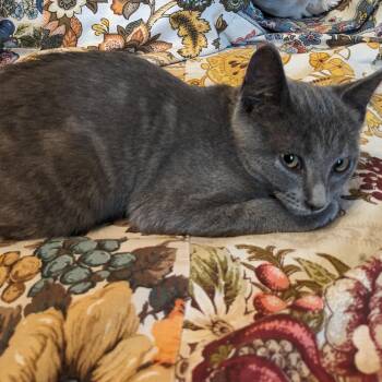 Smaug -  Domestic Short Hair Cat for Adoption in Allegan, Michigan - Smaug | PetCurious