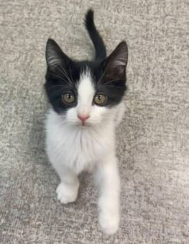 Mou -  Domestic Short Hair Cat for Adoption in Pocatello, Idaho - Mou | PetCurious
