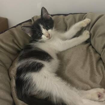 Dunkin -  Domestic Medium Hair Cat for Adoption in Charleston, West Virginia - Dunkin | PetCurious