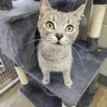 Domestic Short Hair Cats Available for Adoption in Oconto, Wisconsin - Apple Pie | PetCurious