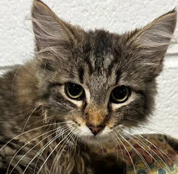 RIVER -  Domestic Long Hair Cat for Adoption in Elizabethton, Tennessee - RIVER | PetCurious