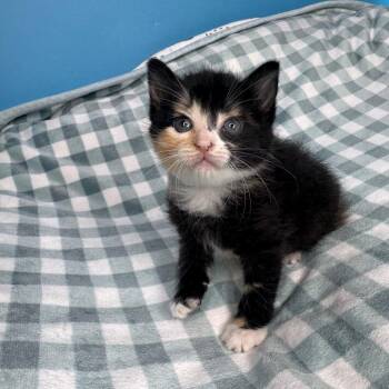 Pebbles -  Domestic Medium Hair Cat Available for Adoption in San Antonio, Texas - Pebbles | PetCurious