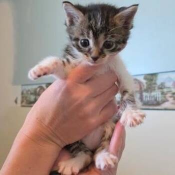 Domestic Short Hair Cats Available for Adoption in Fairway, Kansas - Elora Danan | PetCurious