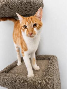 Charlie -  Domestic Short Hair Cat for Adoption in Rio Linda, California - Charlie | PetCurious