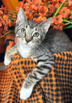4/9/26 Jackson -  Domestic Short Hair Cat for Adoption in Stillwater, Oklahoma - 4/9/26 Jackson | PetCurious