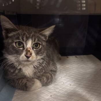 Loxton -  Domestic Medium Hair Cat for Adoption in Salt Lake City, Utah - Loxton | PetCurious