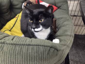 Domestic Short Hair Cats Available for Adoption in Smithtown, New York - STORMI | PetCurious