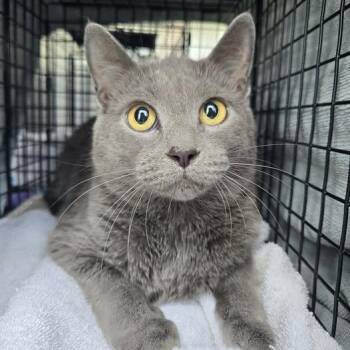Blueberry -  Domestic Short Hair Cat for Adoption in Bristol, Indiana - Blueberry | PetCurious