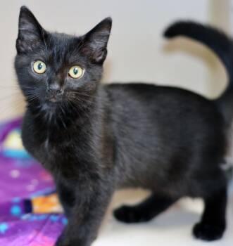 MOFF GIDEON -  Domestic Short Hair Cat for Adoption in San Clemente, California - MOFF GIDEON | PetCurious