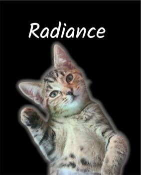 Radiance -  Domestic Short Hair Cat for Adoption in Auburn, California - Radiance | PetCurious