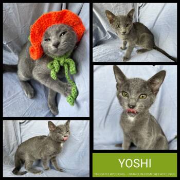 Rescue Domestic Short Hair Cats for Adoption in Corpus Christi, Texas - Yoshi | PetCurious