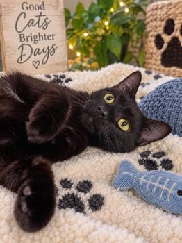 Slinky -  Domestic Short Hair Cat for Adoption in Saginaw, Michigan - Slinky | PetCurious