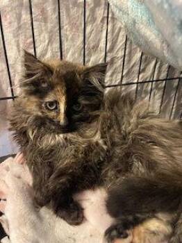 Domestic Long Hair and Tortoiseshell Cats Available for Adoption - Scruffy | PetCurious