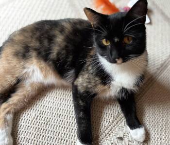 Daisy -  Calico Cat for Adoption in Bear, Delaware - Daisy | PetCurious