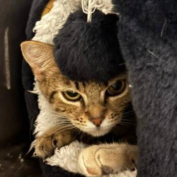 Dubble -  Domestic Short Hair Cat for Adoption in Edwardsville, Illinois - Dubble | PetCurious