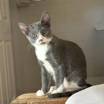 Rescue Domestic Short Hair Cats for Adoption in New Smyrna Beach, Florida - Tiana | PetCurious