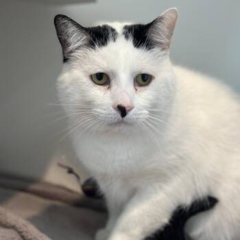 Domestic Short Hair Cats Available for Adoption in Matteson, Illinois - Louie | PetCurious