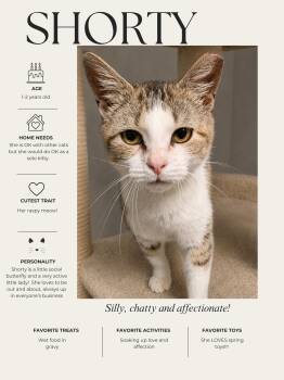 Shorty -  Domestic Short Hair Cat for Adoption in Kenhorst, Pennsylvania - Shorty | PetCurious