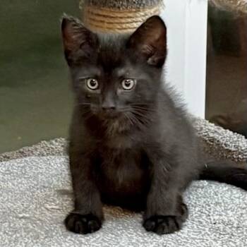 Teddy* -  Domestic Short Hair Cat for Adoption in San Gabriel, California - Teddy* | PetCurious