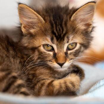 Windsurfer -  Domestic Long Hair Cat for Adoption in Durango, Colorado - Windsurfer | PetCurious