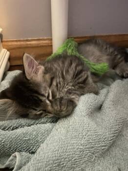 Domestic Short Hair Cats Available for Adoption in St. Cloud, Minnesota - Joey | PetCurious