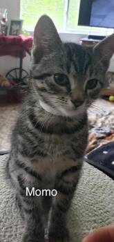 Momo -  Domestic Short Hair Cat Available for Adoption in Topsham, Maine - Momo | PetCurious