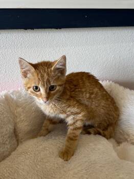 Howden -  Domestic Short Hair Cat for Adoption in Newberg, Oregon - Howden | PetCurious