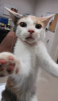 Rescue Domestic Short Hair Cats for Adoption in Marietta, Georgia - (710) | PetCurious