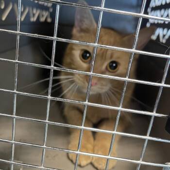 Domestic Short Hair Cats Available for Adoption in Clearwater, Florida - Pumpkin | PetCurious