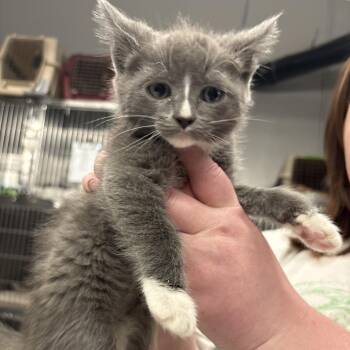 Domestic Short Hair Cats Available for Adoption in Spokane, Washington - Loose Change | PetCurious