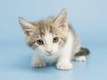 Domestic Short Hair Cats Available for Adoption in Phoenix, Arizona - RADAR | PetCurious