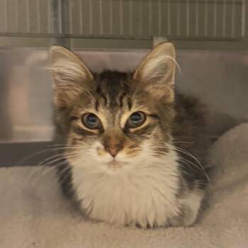 Ballerina -  Domestic Short Hair Cat for Adoption in Bristol, Indiana - Ballerina | PetCurious