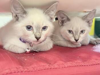 Everest -  Siamese and Domestic Short Hair Cat for Adoption in St. Augustine, Florida - Everest | PetCurious