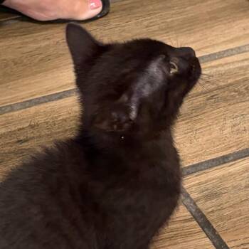 Suge -  Domestic Short Hair Cat for Adoption in Pleasanton, California - Suge | PetCurious