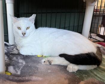 Rescue Domestic Short Hair Cats for Adoption in La Crescent, Minnesota - SILAS | PetCurious