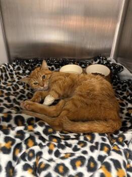 Zodiac -  Domestic Short Hair Cat for Adoption in Cincinnati, Ohio - Zodiac | PetCurious