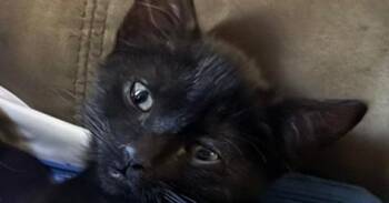 Domestic Short Hair Cats Available for Adoption - Moonlight | PetCurious