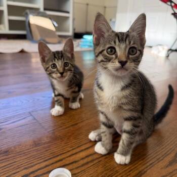 Domestic Short Hair Cats Available for Adoption in Houston, Texas - Tweet | PetCurious