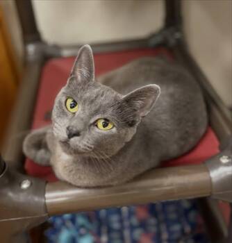 Keyshawna -  Russian Blue and Domestic Short Hair Cat for Adoption in Walnut Creek, California - Keyshawna | PetCurious