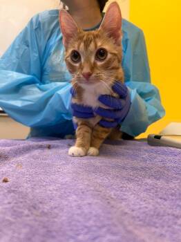 Bluey -  Domestic Short Hair Cat for Adoption in Raleigh, North Carolina - Bluey | PetCurious