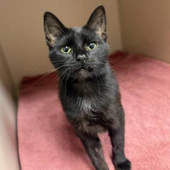 Domestic Short Hair Cats Available for Adoption in Kearney, Nebraska - Baby | PetCurious