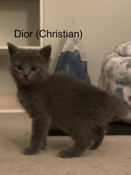 Dior(Christian) -  Domestic Short Hair Cat for Adoption in Ruther Glen, Virginia - Dior(Christian) | PetCurious