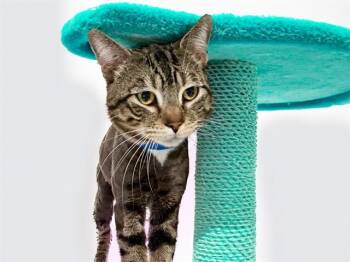 TIGGER -  Domestic Short Hair Cat for Adoption in Fort Lauderdale, Florida - TIGGER | PetCurious
