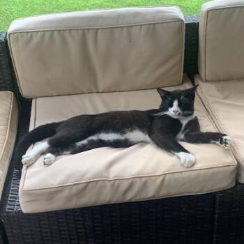 Stewart -  Domestic Short Hair Cat for Adoption in Rochester, Minnesota - Stewart | PetCurious