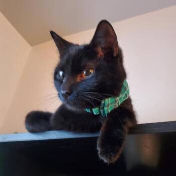 Domestic Short Hair Cats Available for Adoption in Adrian, Michigan - Bolt Alexander | PetCurious