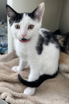 Chun-Li -  Domestic Short Hair Cat for Adoption in Westland, Michigan - Chun-Li | PetCurious