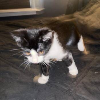 Latte -  Domestic Short Hair Cat for Adoption in Medina, Ohio - Latte | PetCurious