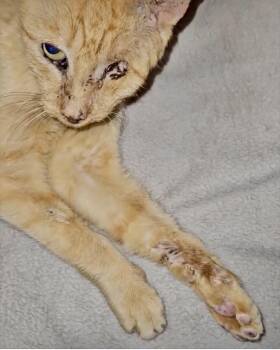 Domestic Short Hair and Tabby Cats Available for Adoption - Pumpkin  | PetCurious