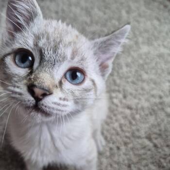 Pensacola -  Domestic Short Hair Cat for Adoption in Buffalo, Minnesota - Pensacola | PetCurious